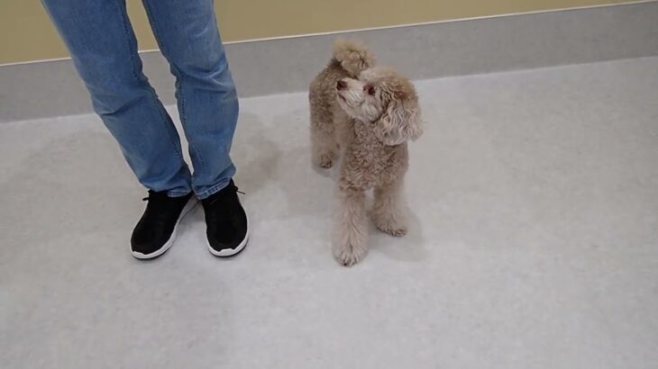 犬の幼稚園 ハニちゃんとトレーニング