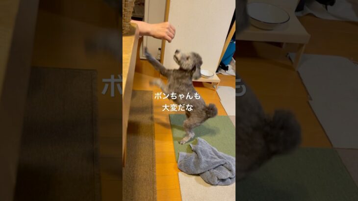 しつけのしつけとボンちゃん🐕‍🦺#トイプードル #ぶさかわ #しつけ