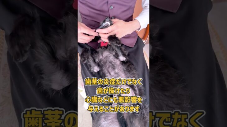 ミックス犬さんの歯磨きトレーニング風景