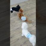 元気っ子たち💪#こいぬ#しつけ方#柴犬#チワワ#ミニチュアシュナウザー#コーギー