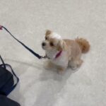 犬の幼稚園 ももちゃんとトレーニング