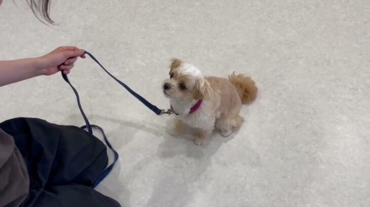 犬の幼稚園 ももちゃんとトレーニング