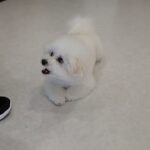 犬の幼稚園 ロージーちゃんとトレーニング