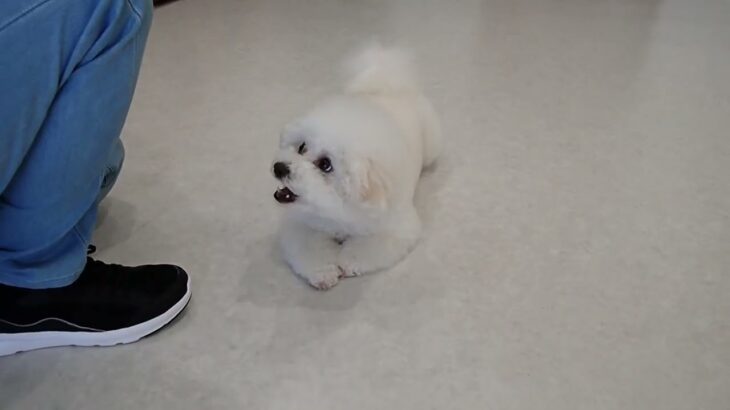犬の幼稚園 ロージーちゃんとトレーニング