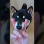 #可愛い犬動画 #可愛い #柴犬 #豆柴しつけ #元気になる動画