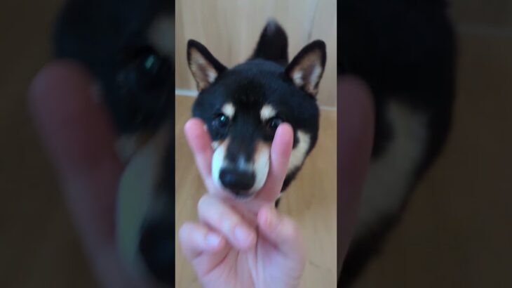 #可愛い犬動画 #可愛い #柴犬 #豆柴しつけ #元気になる動画
