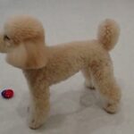 犬の幼稚園 レオくんとトレーニング