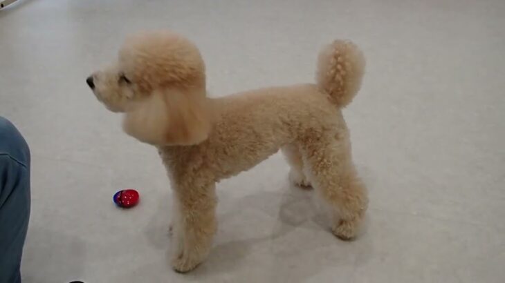 犬の幼稚園 レオくんとトレーニング