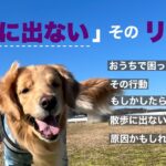 【「お散歩なしでも飼えますよ」は信じないで！】犬を飼うなら散歩は必須