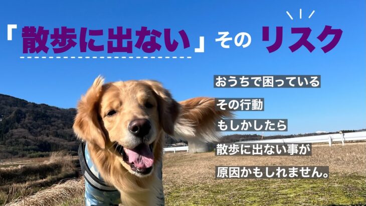 【「お散歩なしでも飼えますよ」は信じないで！】犬を飼うなら散歩は必須