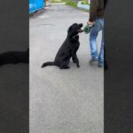 内股のコタロー(笑)#黒ラブ#ラブラドール#ラブラドールレトリバー#面白犬#大型犬#犬しつけ