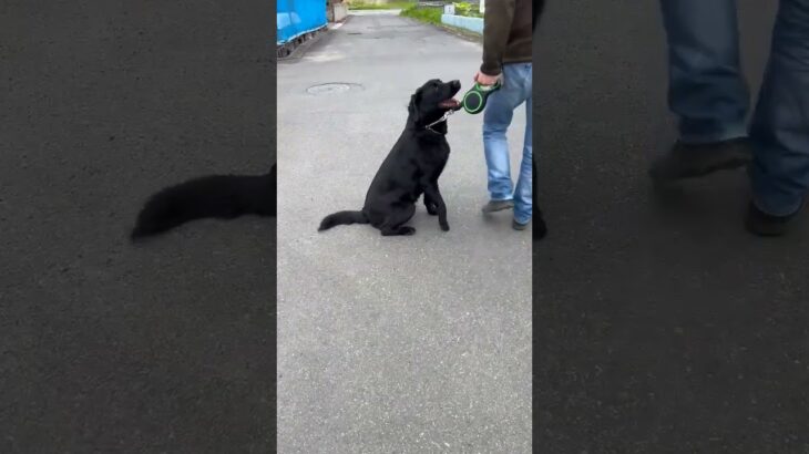 内股のコタロー(笑)#黒ラブ#ラブラドール#ラブラドールレトリバー#面白犬#大型犬#犬しつけ