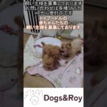【しつけ】ママは頑張って子育てしてます　#トイプードル #パピー #サモエド #ゴールデンレトリバー #赤ちゃん #ブリーダー #子犬 #京都 #美山 #南丹市  #ドッグラン