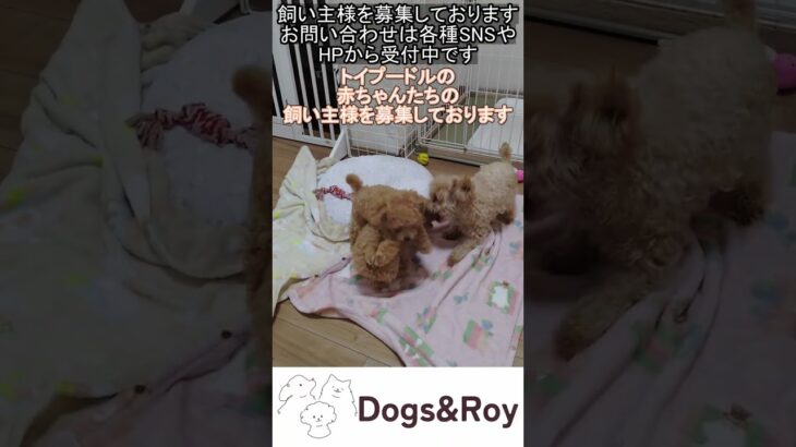 【しつけ】ママは頑張って子育てしてます　#トイプードル #パピー #サモエド #ゴールデンレトリバー #赤ちゃん #ブリーダー #子犬 #京都 #美山 #南丹市  #ドッグラン