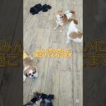学校の様子🐶#こいぬ#しつけ方
