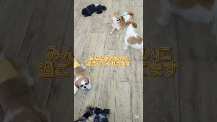 学校の様子🐶#こいぬ#しつけ方