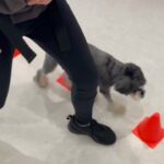 犬の幼稚園 アオくんとトレーニング