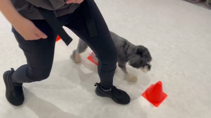 犬の幼稚園 アオくんとトレーニング