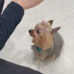 犬の幼稚園 あずちゃんとトレーニング