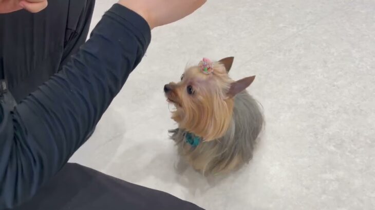 犬の幼稚園 あずちゃんとトレーニング