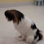 犬の幼稚園 ノエルくんとトレーニング