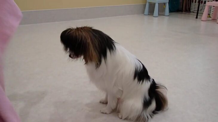 犬の幼稚園 ノエルくんとトレーニング