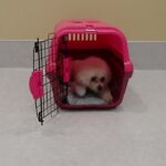 犬の幼稚園 空ちゃんとトレーニング