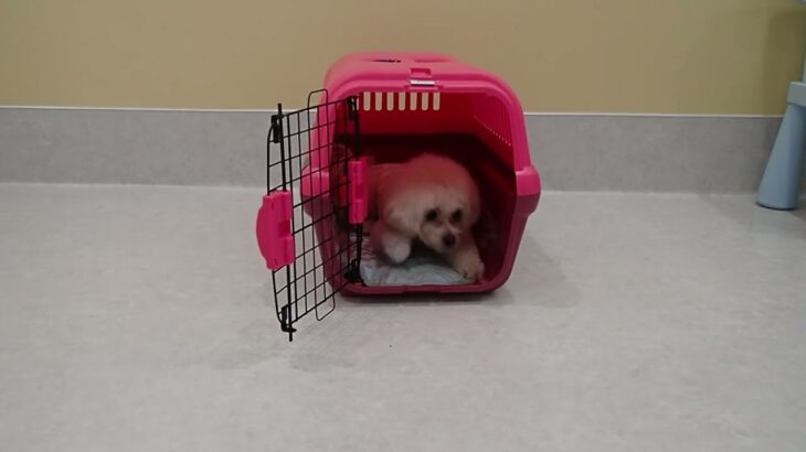 犬の幼稚園 空ちゃんとトレーニング