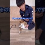 犬のしつけに困っている人はチャンネルアイコンをタップしてチャンネル登録しておいて！#ドッグトレーナー#犬のしつけ