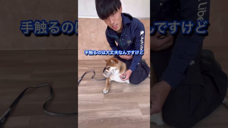 犬のしつけに困っている人はチャンネルアイコンをタップしてチャンネル登録しておいて！#ドッグトレーナー#犬のしつけ