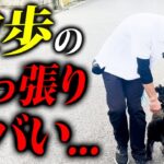 散歩での引っ張り興奮がやばいトイプードルの実践トレーニング！