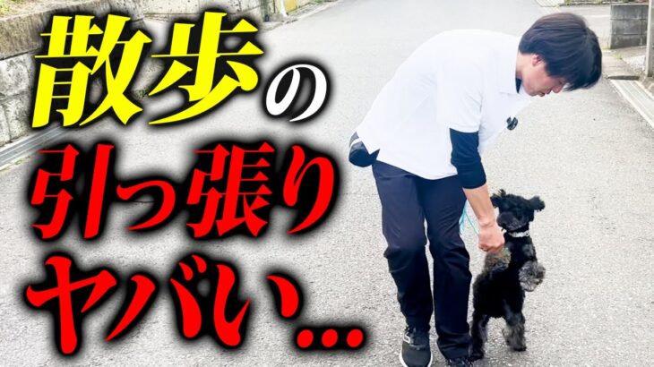 散歩での引っ張り興奮がやばいトイプードルの実践トレーニング！