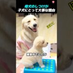 飼い主と母犬からしつけを学ぶ子犬😍