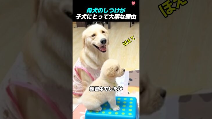 飼い主と母犬からしつけを学ぶ子犬😍