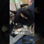 #説教豆柴#可愛い犬動画 #可愛い #柴犬 #豆柴しつけ #元気になる動画
