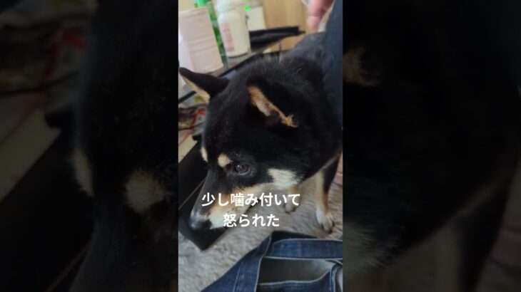 #説教豆柴#可愛い犬動画 #可愛い #柴犬 #豆柴しつけ #元気になる動画