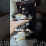 #換毛期#可愛い犬動画 #可愛い #柴犬 #豆柴しつけ #癒し #元気になる動画