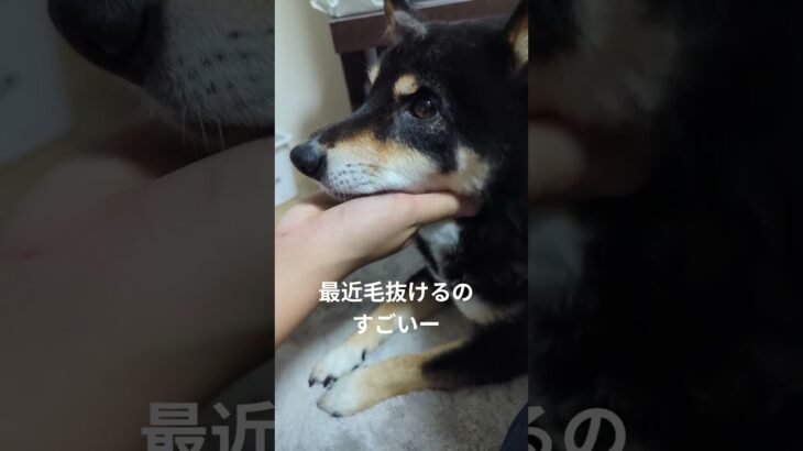 #換毛期#可愛い犬動画 #可愛い #柴犬 #豆柴しつけ #癒し #元気になる動画