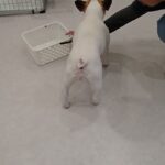 犬の幼稚園 はなちゃんとトレーニング