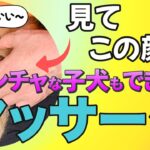 【子犬のしつけ】犬を呼んだら近くまできておすわりできるようになる方法♪