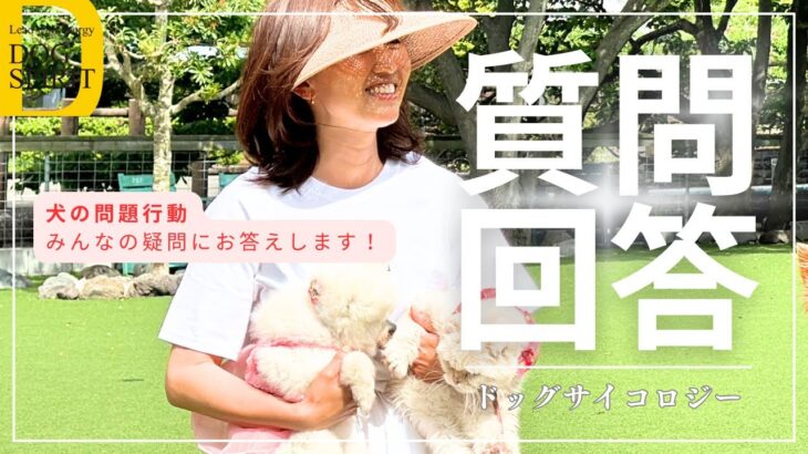 犬の問題行動リハビリトレーニング　みんなの質問に回答