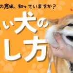 あなたは知ってる？犬の愛し方！