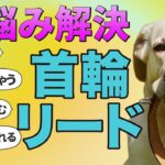 犬がリードを嫌がらない魔法の方法教えます！
