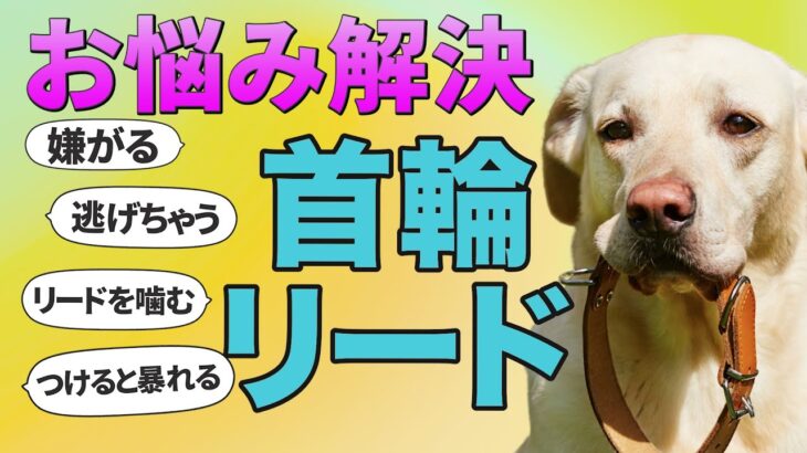 犬がリードを嫌がらない魔法の方法教えます！