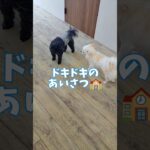 緊張していた子犬が😍🏫#こいぬ #可愛い #しつけ方 #犬のいる生活 #癒し