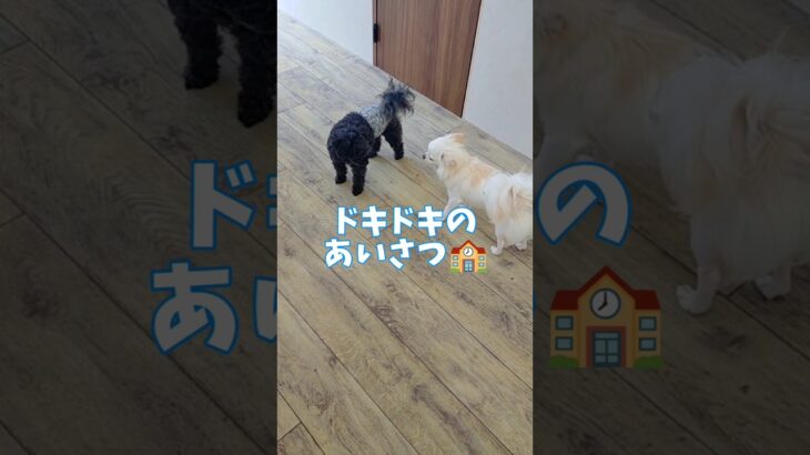 緊張していた子犬が😍🏫#こいぬ #可愛い #しつけ方 #犬のいる生活 #癒し