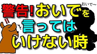 【犬 おいで】来ないならやっているかも！どんどん来なくなるおいで！犬のしつけエマチャンネル【犬のしつけ＠横浜】