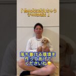 他の犬に吠えちゃうわんちゃんの対処法
