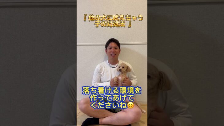 他の犬に吠えちゃうわんちゃんの対処法