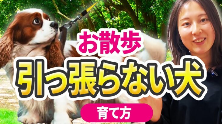 【実践】引っ張らない、吠えない犬になる育て方をご紹介！